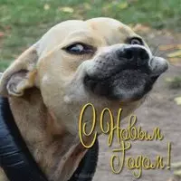 Открытка на новый год с собакой
