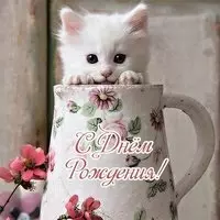 Открытка с днем рождения кошки