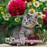 Открытка с днем рождения коты