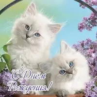 Открытка с днем рождения котята