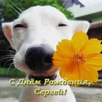 Открытка с днем рождения Сергея прикольная