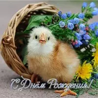 Открытка с днем рождения животные
