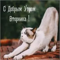 Открытка с добрым утром весенняя со вторником