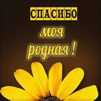 Открытка с надписью спасибо моя родная