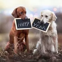 Открытка с новым годом 2018 собаки прикольная