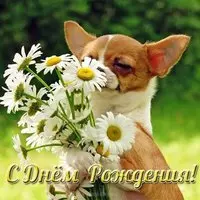 Открытка с собаками на день рождения
