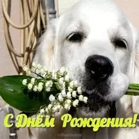 Открытка собачка с днём рождения