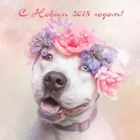 Прикольная открытка с 2018 годом