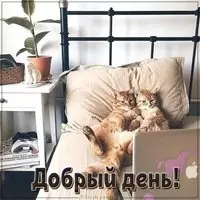 Прикольная картинка с котами на кровати — добрый день