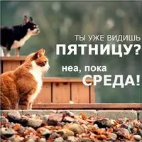 Прикольная картинка с котами — пока среда