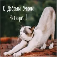Утро четверга картинка прикольная
