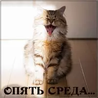 Утро среды картинка прикольная