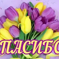 Картинка с пёстрыми тюльпанами — всем спасибо