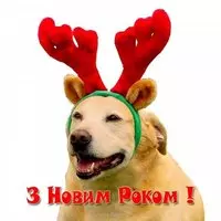 Прикольная картинка с собакой в рожках — З Новим роком