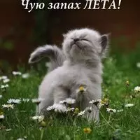 Картинка с котёнком — чую запах лета