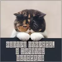 Завтра вторник картинка прикольная
