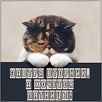Завтра вторник картинка прикольная