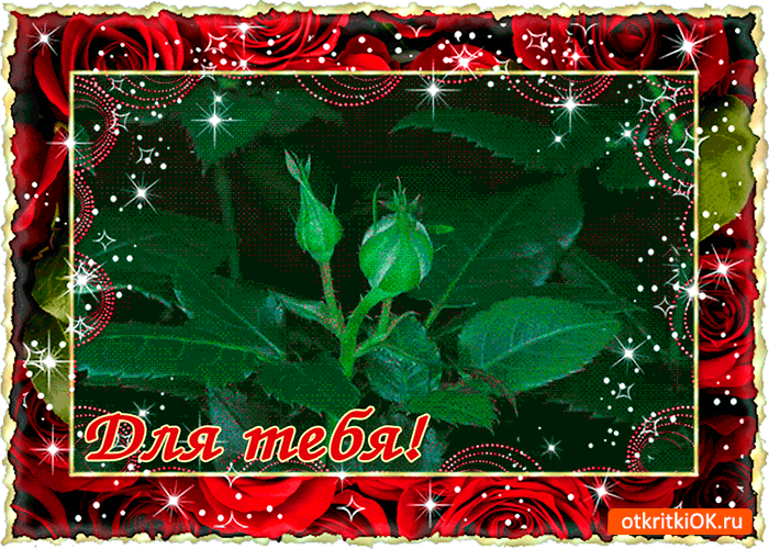 Цветущая роза тебе
