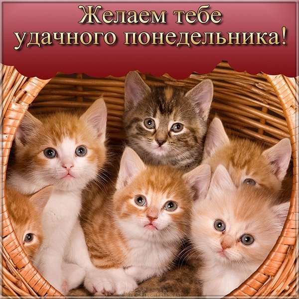 Удачного понедельника картинка прикольная
