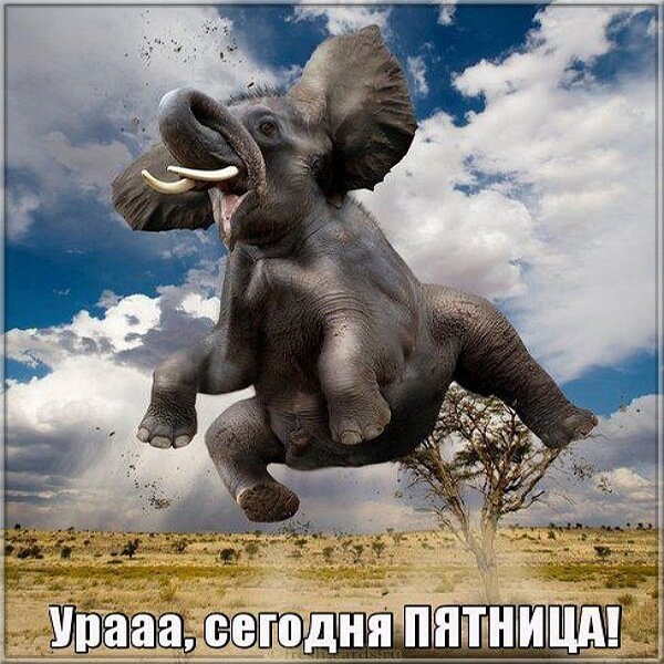 Ура пятница картинка прикольная смешная