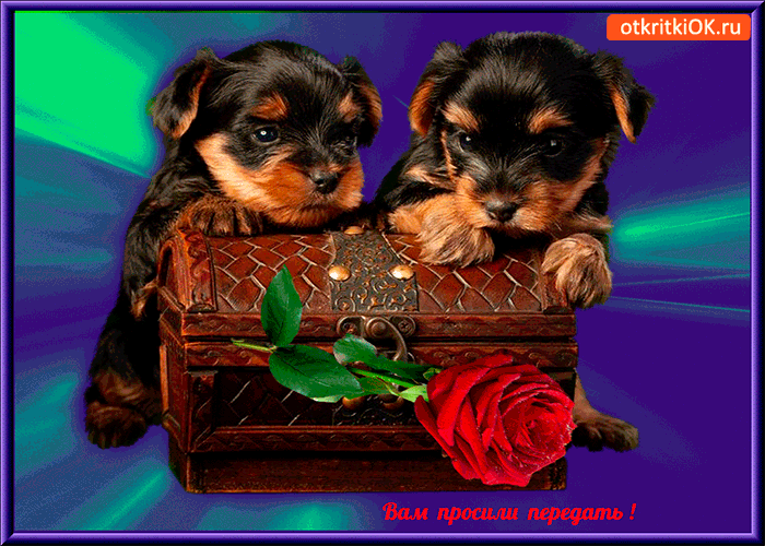 Вам просили это передать