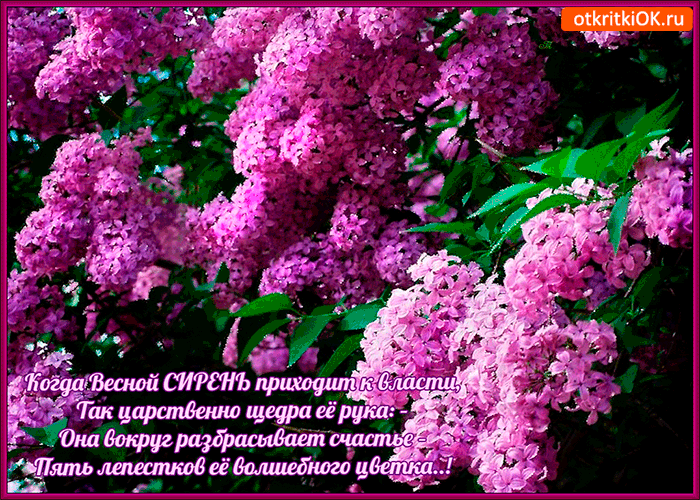 Весной сирень приходит к власти Весной сирень приходит к власти
