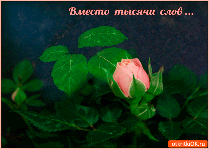 Вместо слов дар природы дарю