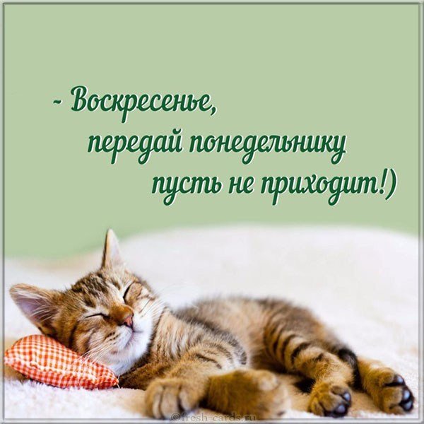 Воскресенье картинка прикольная для поднятия настроения смешная
