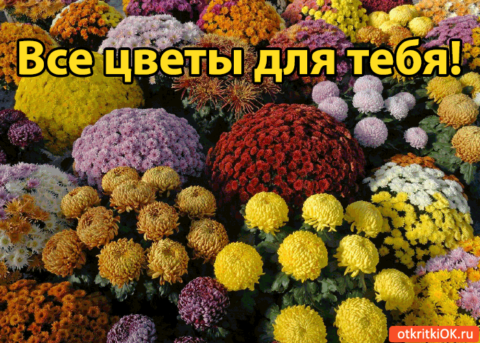 Все цветы для тебя! Все цветы для тебя!