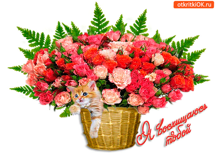 Я восхищаюсь тобой