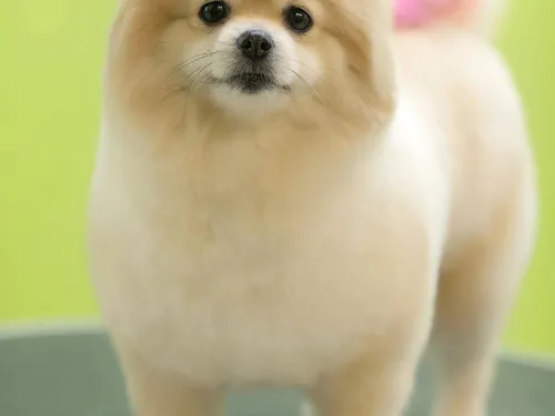Шпицы