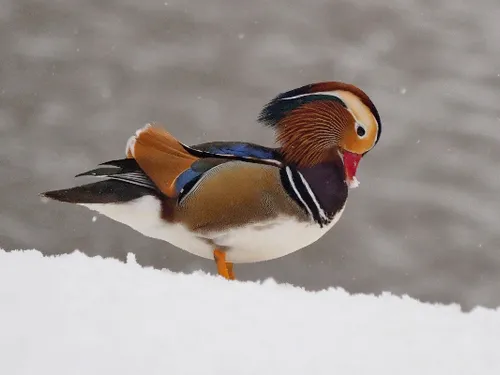 Мандаринка