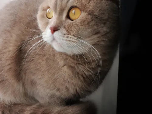 фотосессия кошки