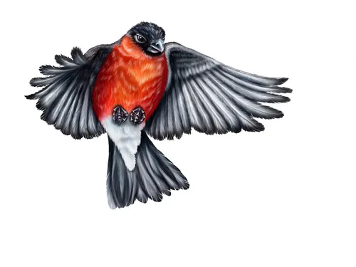 Object-birds