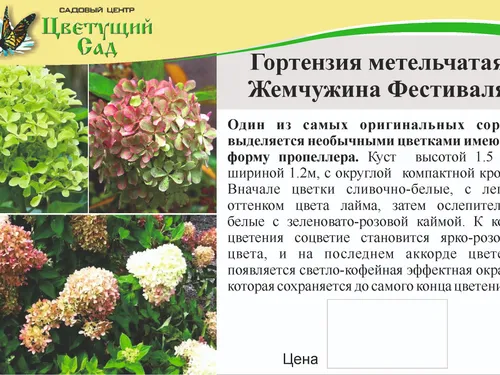Разработка и дизайн карточек для саженцев летней площадки садового центра