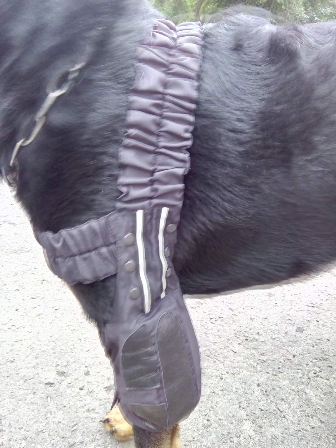 Elbow Pads for a Dog . А s well as other veterinary products. — фото 1
