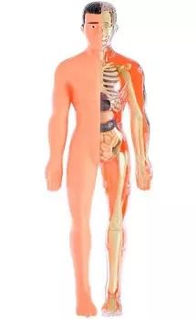 Исследовательский набор-конструктор Строение тела