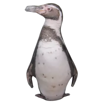 Мягкая игрушка Tallula: Пингвин (37см)