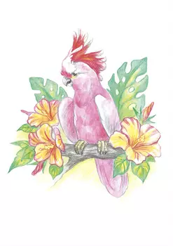 Набор для творчества Раскраски карандашами: Австралийский розовый какаду акварельные карандаши