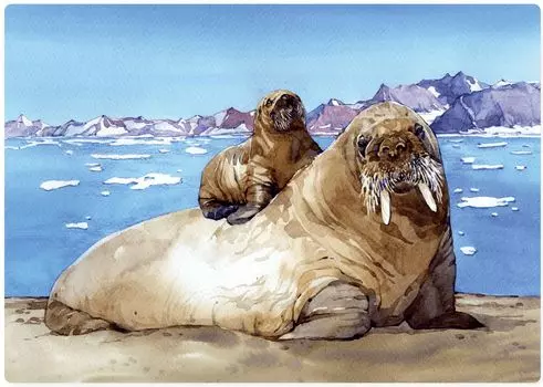 Пазл Wooden Puzzles: Атлантический морж