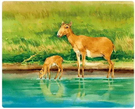 Пазл Wooden Puzzles: Сайгак