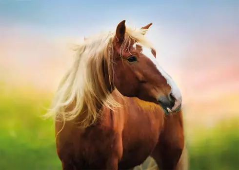 Puzzle Лошадь на рассвете (500 деталей)
