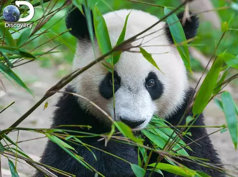 Super 3D Puzzle: Большая панда