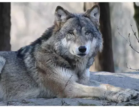 Super 3D Puzzle: Волк