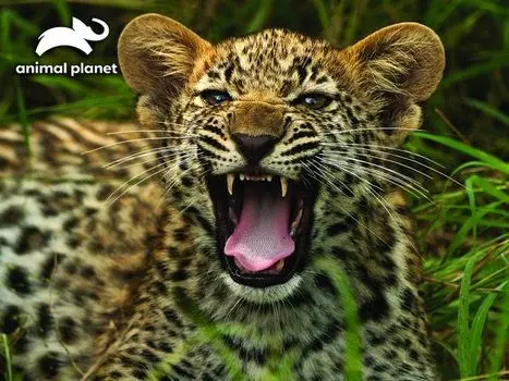 Super 3D Puzzle: Ягуар