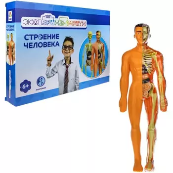 1 Toy Экспериментариум Модель человеческого тела