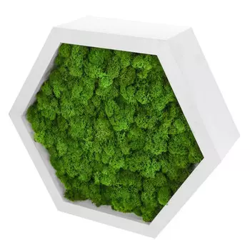 Blabar Декоративная полка сота со мхом