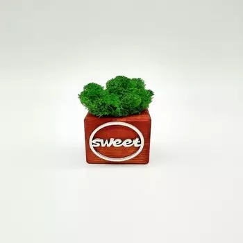 Blabar Композиция со мхом Бриовуд-месседж Sweet