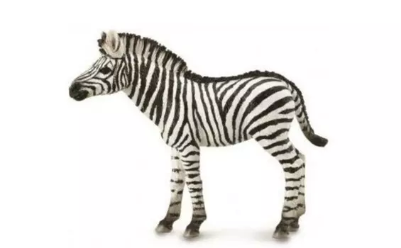 Collecta Жеребенок зебры M