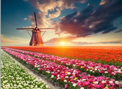 Educa Пазл Пейзаж Тюльпаны 1500 деталей